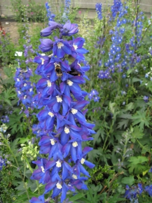 Picture of Delphinium Pacific Giants - King Arthur